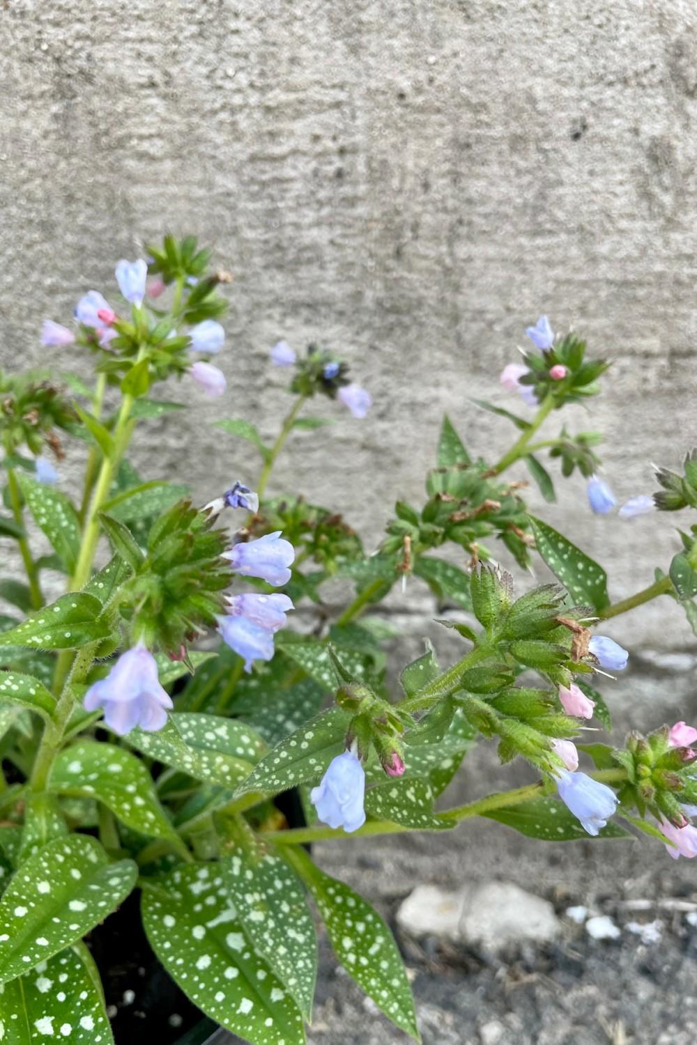 Outdoor Garden |   Pulmonaria ‘Roy Davidson’ #1 Garden Outdoor Garden