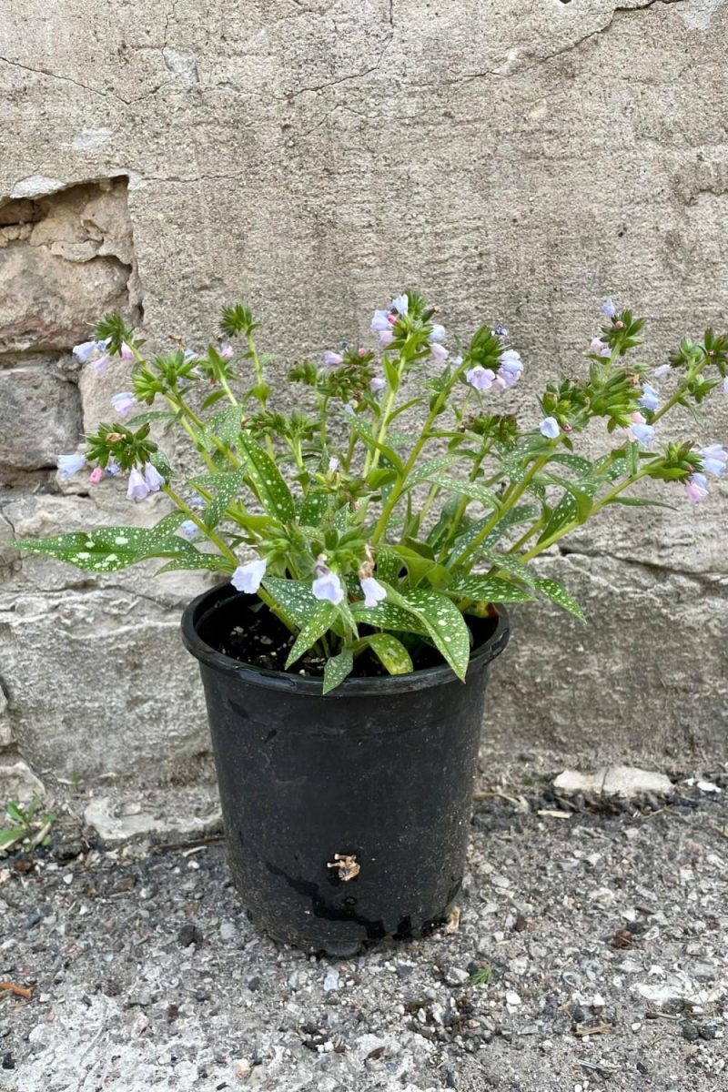 Outdoor Garden |   Pulmonaria ‘Roy Davidson’ #1 Garden Outdoor Garden