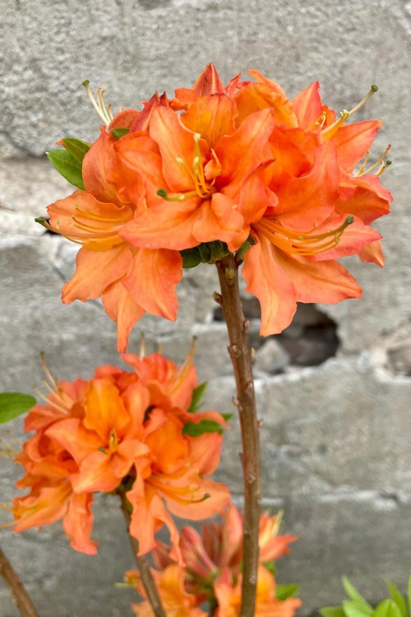 Outdoor Garden |   Rhododendron ‘Mandarin Lights’ Azalea #2 Garden Outdoor Garden