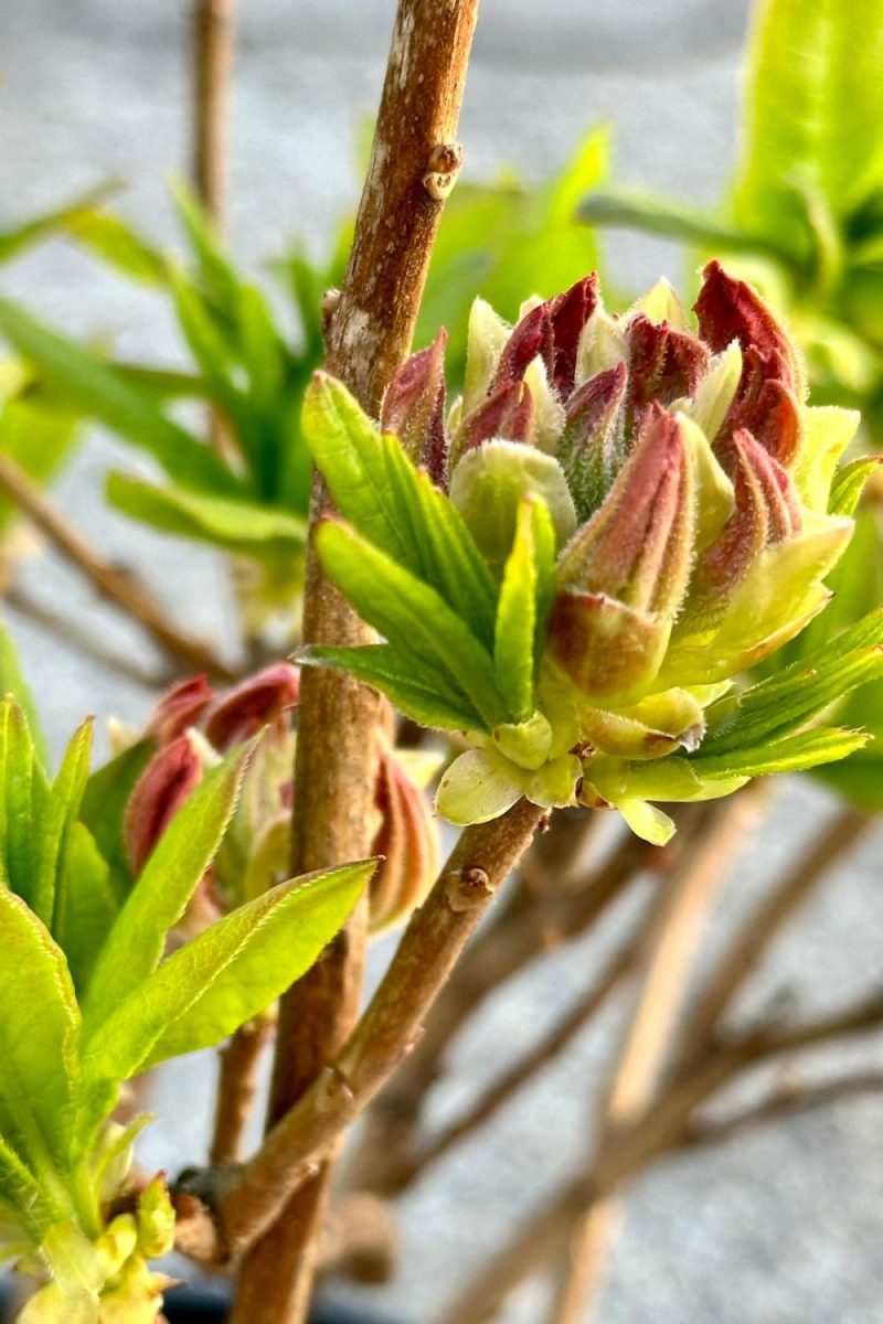 Outdoor Garden |   Rhododendron ‘Mandarin Lights’ Azalea #2 Garden Outdoor Garden