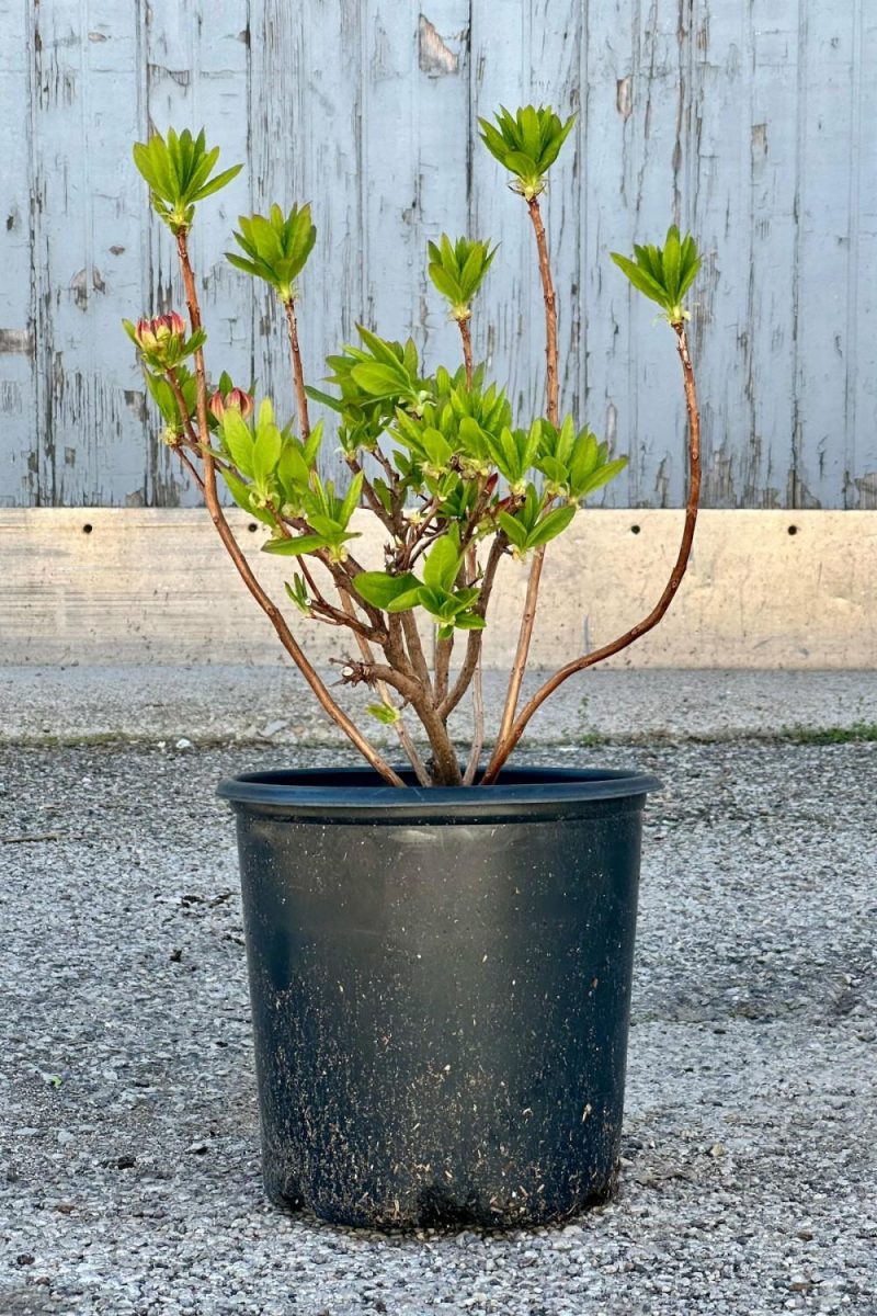 Outdoor Garden |   Rhododendron ‘Mandarin Lights’ Azalea #2 Garden Outdoor Garden