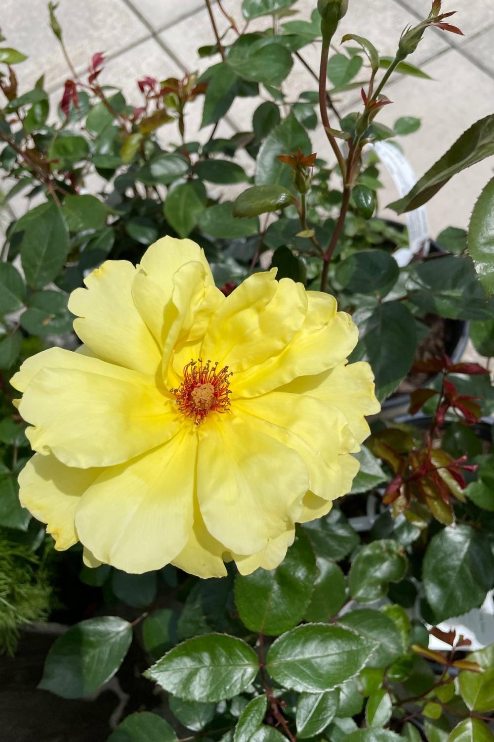 Outdoor Garden |   Rosa ‘Golden Showers’ #3 Garden Outdoor Garden