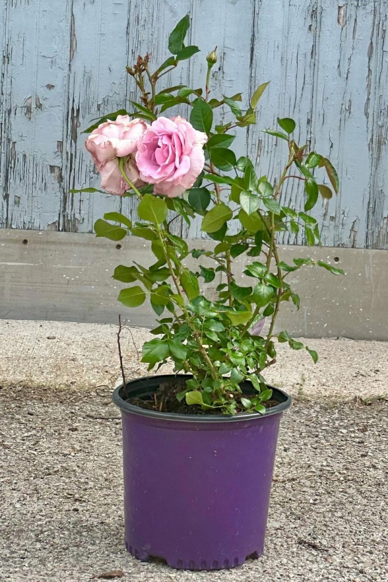 Outdoor Garden |   Rosa ‘Le Petit Prince’ #3 Garden Outdoor Garden