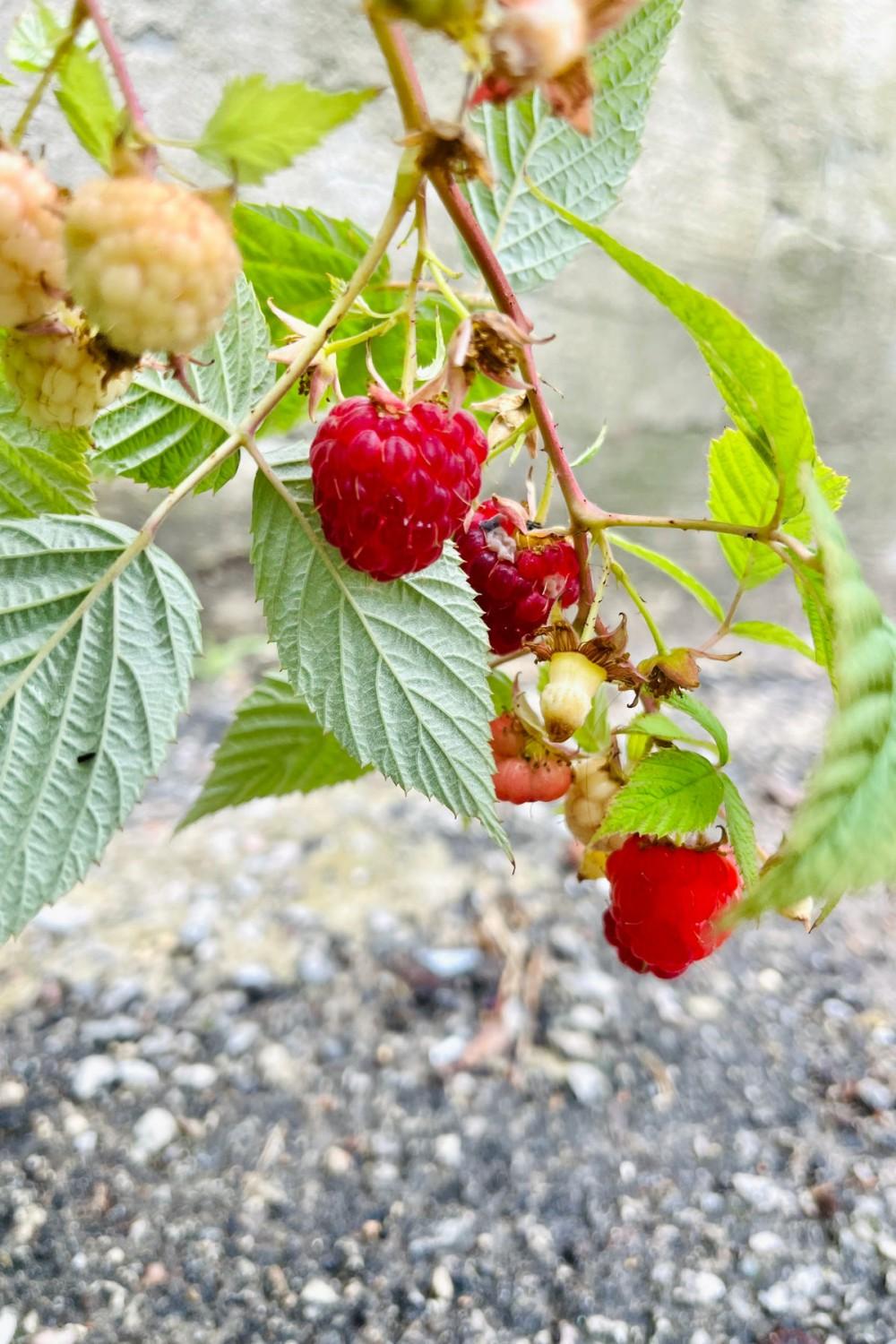 Outdoor Garden |   Rubus ‘Caroline Raspberry’ #1 Garden Outdoor Garden