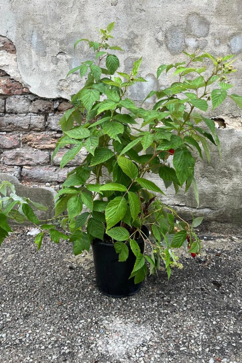 Outdoor Garden |   Rubus ‘Caroline Raspberry’ #1 Garden Outdoor Garden