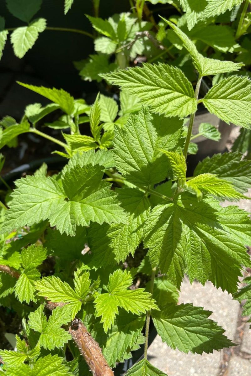 Outdoor Garden |   Rubus ‘Caroline Raspberry’ #1 Garden Outdoor Garden