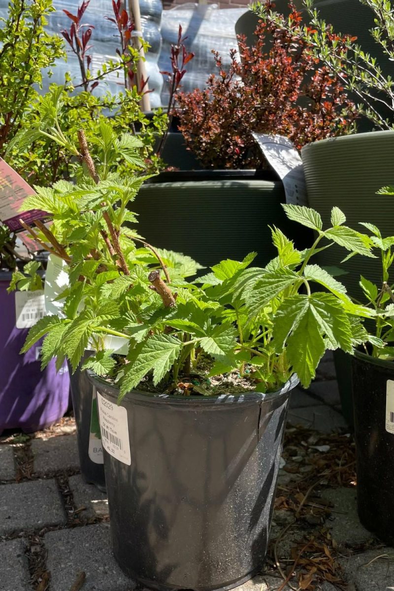 Outdoor Garden |   Rubus ‘Caroline Raspberry’ #1 Garden Outdoor Garden