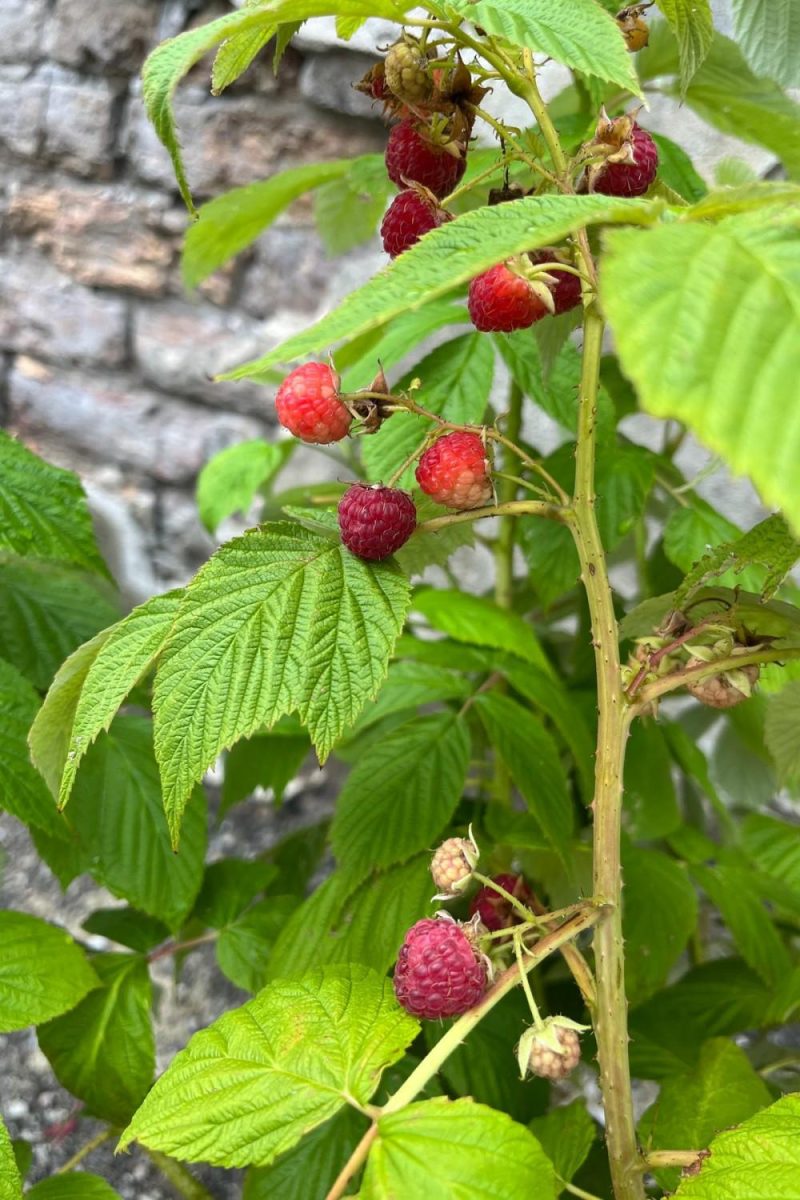 Outdoor Garden |   Rubus ‘Heritage’ Raspberry #1 Garden Outdoor Garden