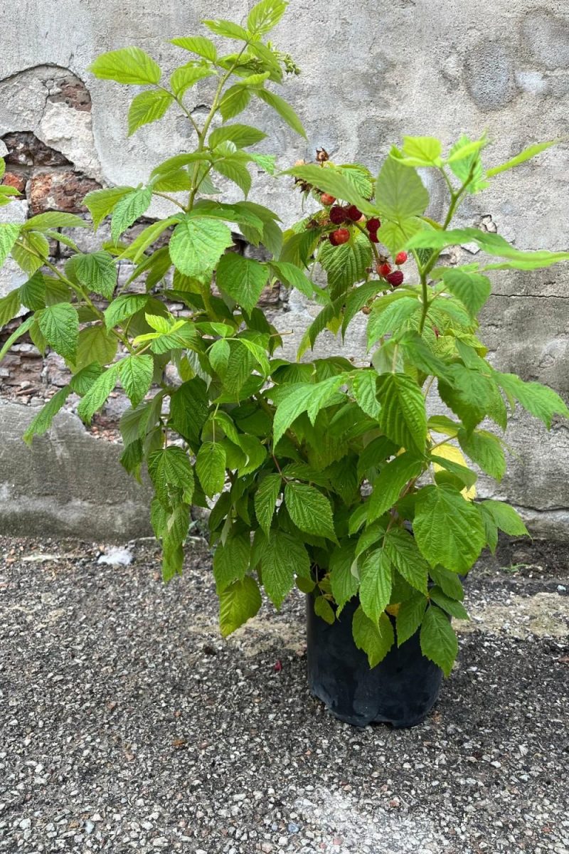 Outdoor Garden |   Rubus ‘Heritage’ Raspberry #1 Garden Outdoor Garden