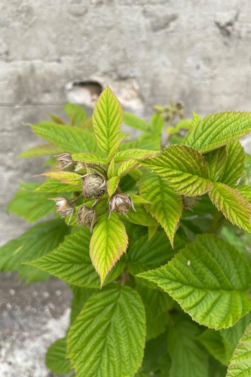 Outdoor Garden |   Rubus ‘Heritage’ Raspberry #1 Garden Outdoor Garden