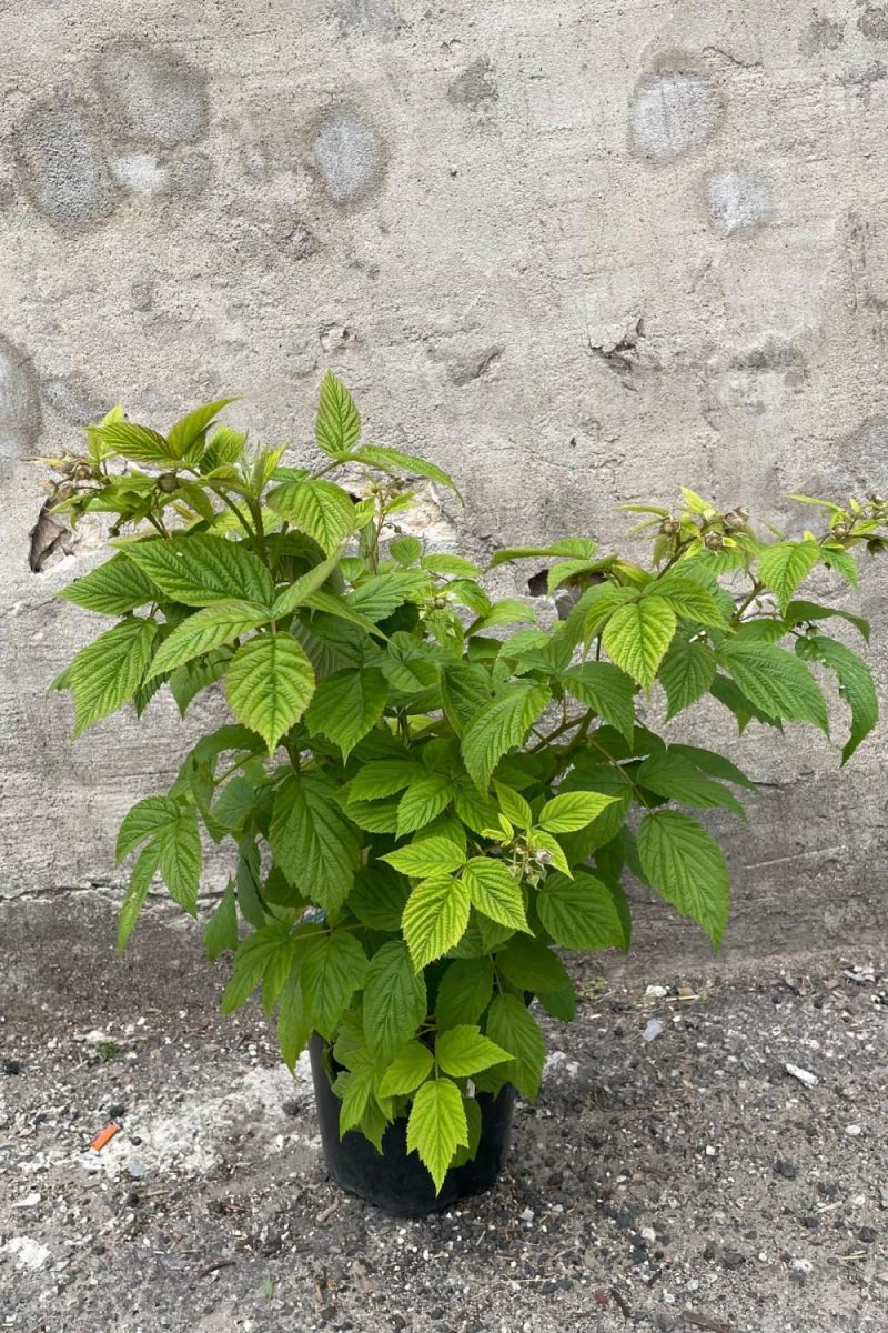 Outdoor Garden |   Rubus ‘Heritage’ Raspberry #1 Garden Outdoor Garden