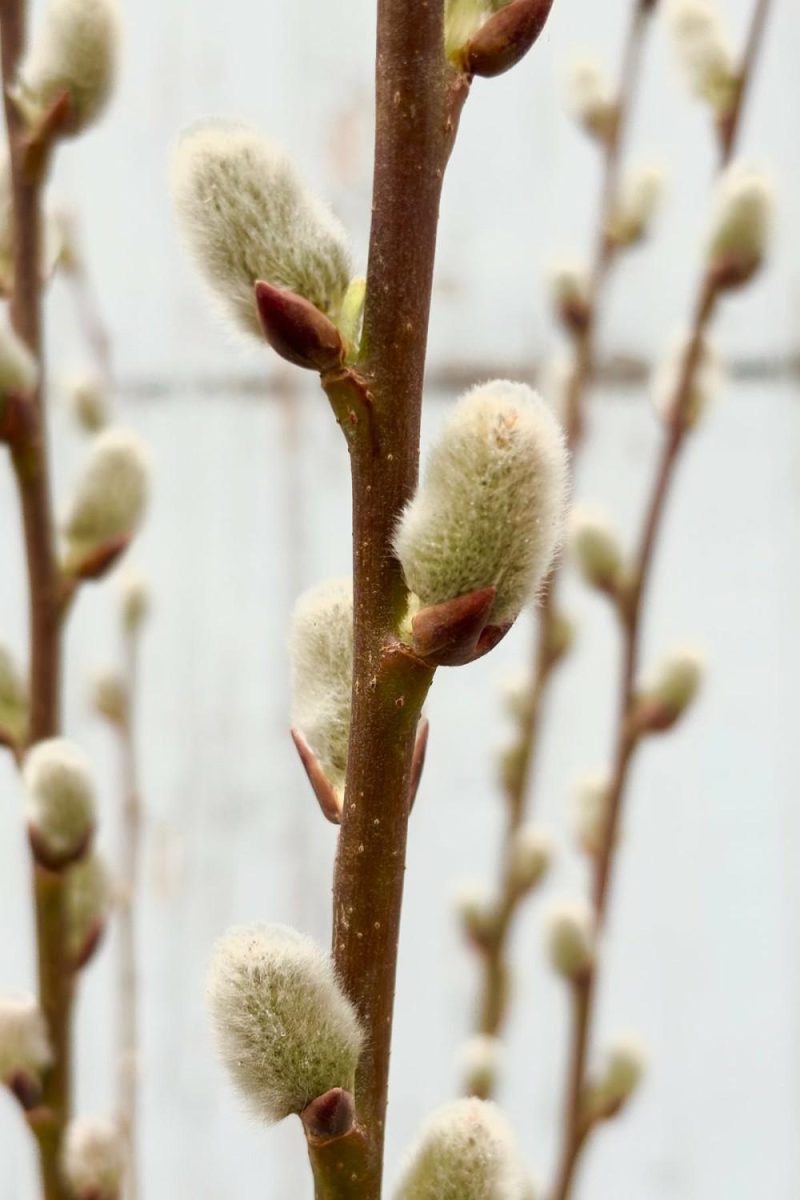 Outdoor Garden |   Salix Discolor #2 Garden Outdoor Garden