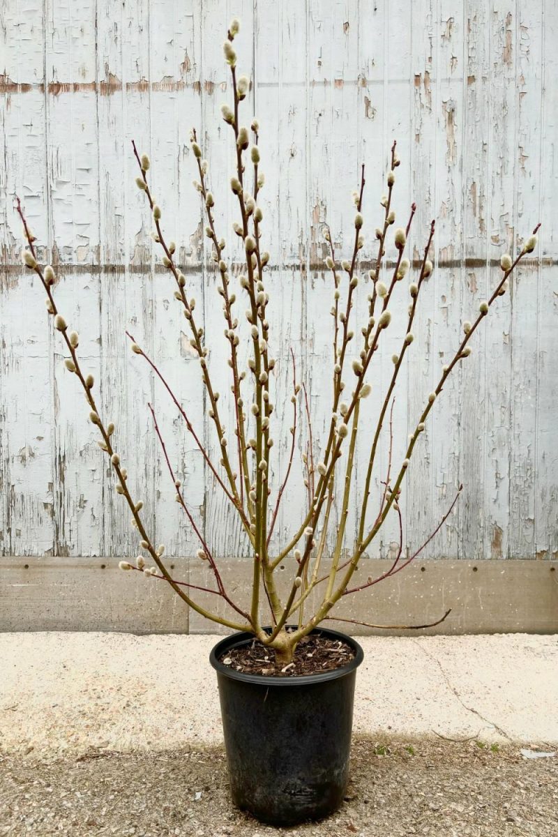 Outdoor Garden |   Salix Discolor #2 Garden Outdoor Garden