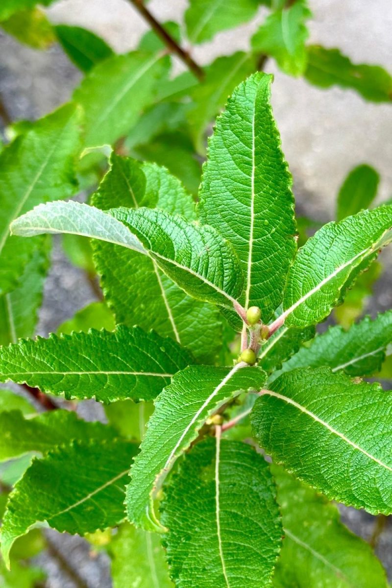 Outdoor Garden |   Salix Discolor #2 Garden Outdoor Garden