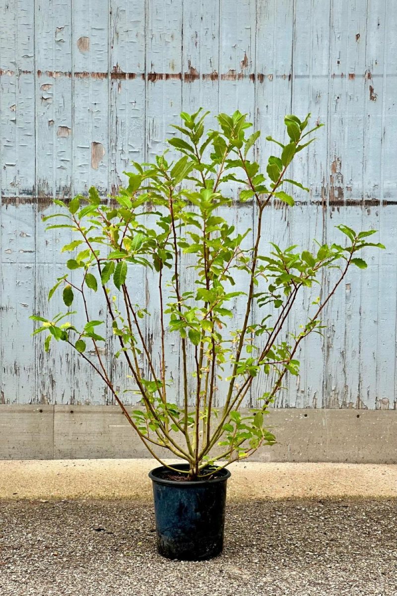 Outdoor Garden |   Salix Discolor #2 Garden Outdoor Garden