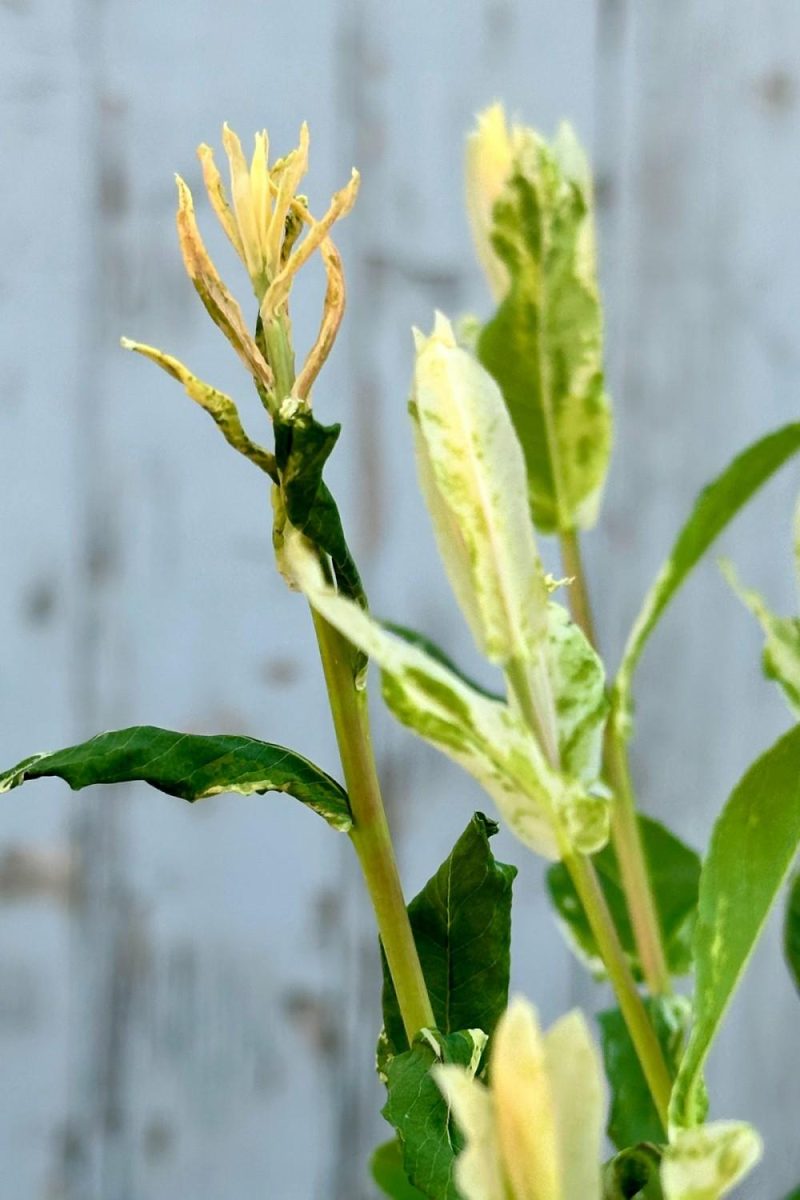 Outdoor Garden |   Salix Integra ‘Hakuro Nishiki’ #2 Garden Outdoor Garden