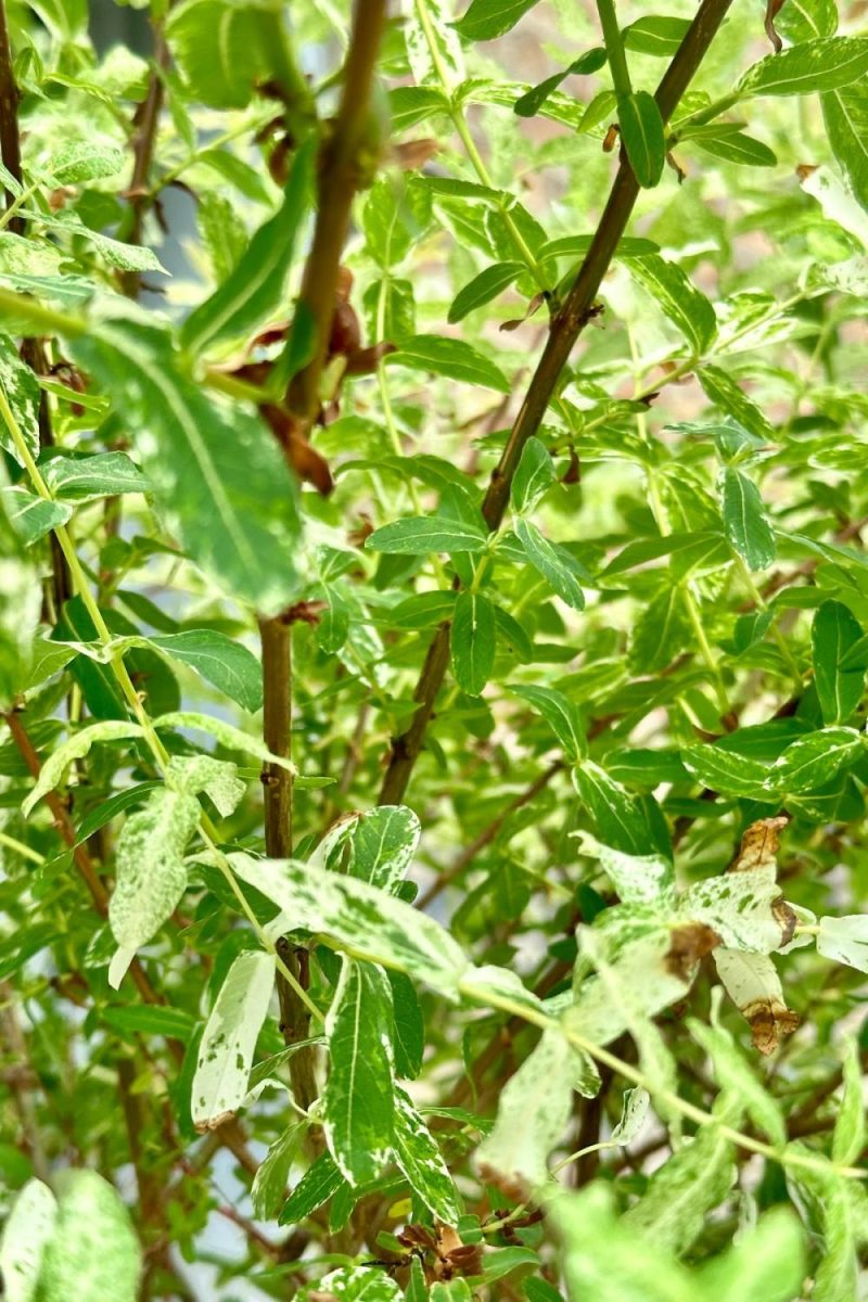 Outdoor Garden |   Salix Integra ‘Hakuro Nishiki’ #2 Garden Outdoor Garden