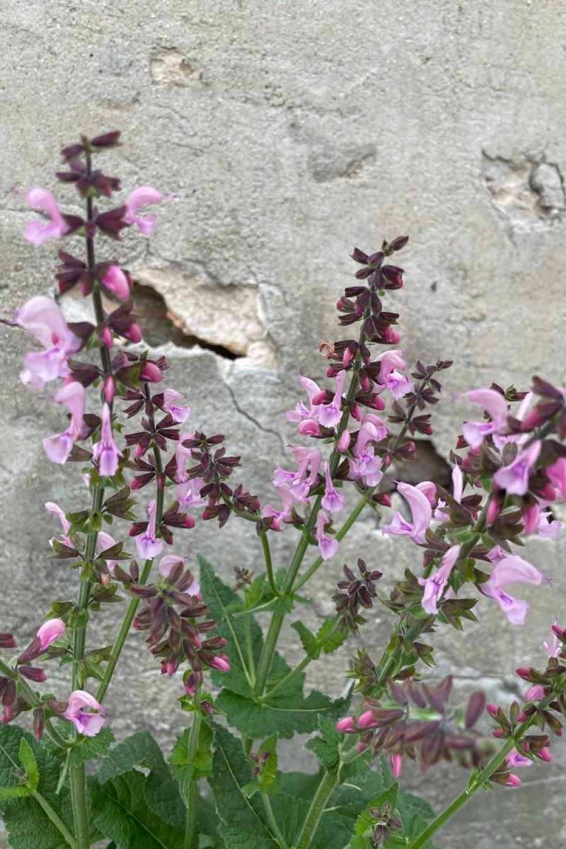 Outdoor Garden |   Salvia ‘Ballerina Pink’ #1 Garden Outdoor Garden