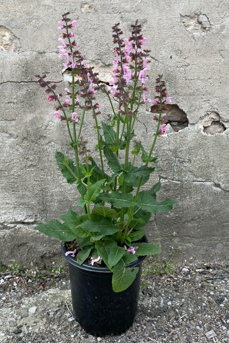 Outdoor Garden |   Salvia ‘Ballerina Pink’ #1 Garden Outdoor Garden