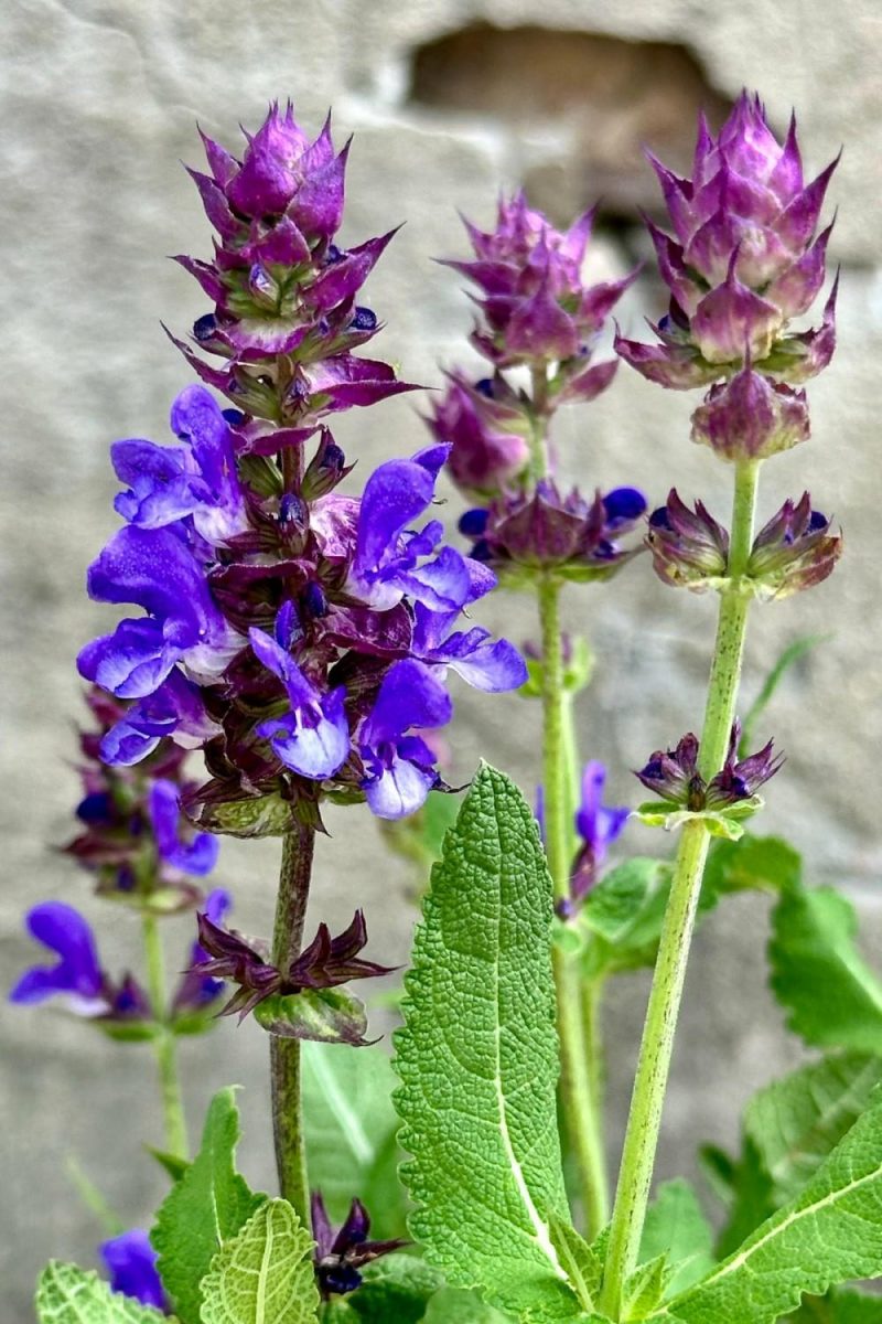 Outdoor Garden |   Salvia ‘Blue Marvel’ #1 Garden Outdoor Garden