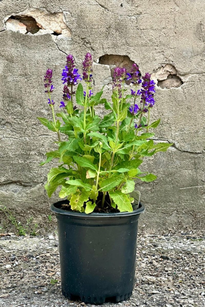 Outdoor Garden |   Salvia ‘Blue Marvel’ #1 Garden Outdoor Garden