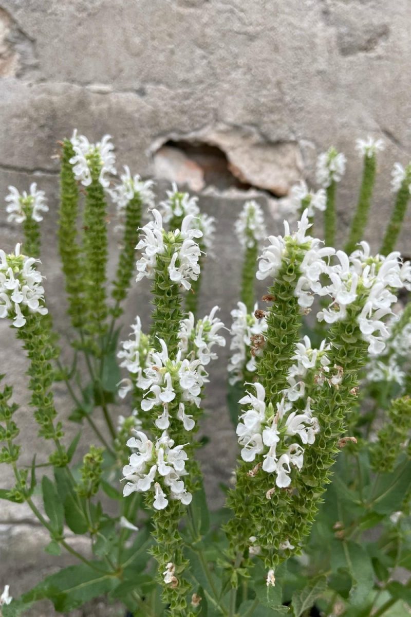 Outdoor Garden |   Salvia N. ‘Lyrical White’ #1 Garden Outdoor Garden