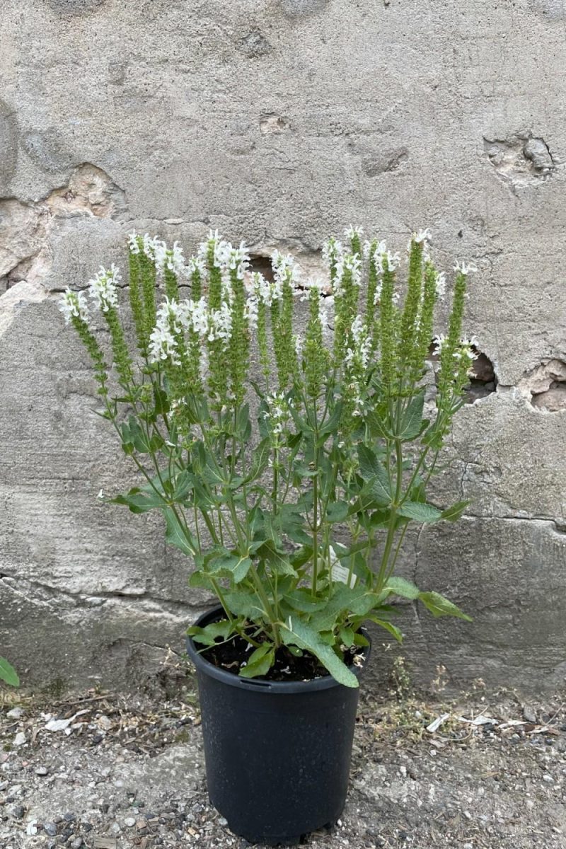 Outdoor Garden |   Salvia N. ‘Lyrical White’ #1 Garden Outdoor Garden