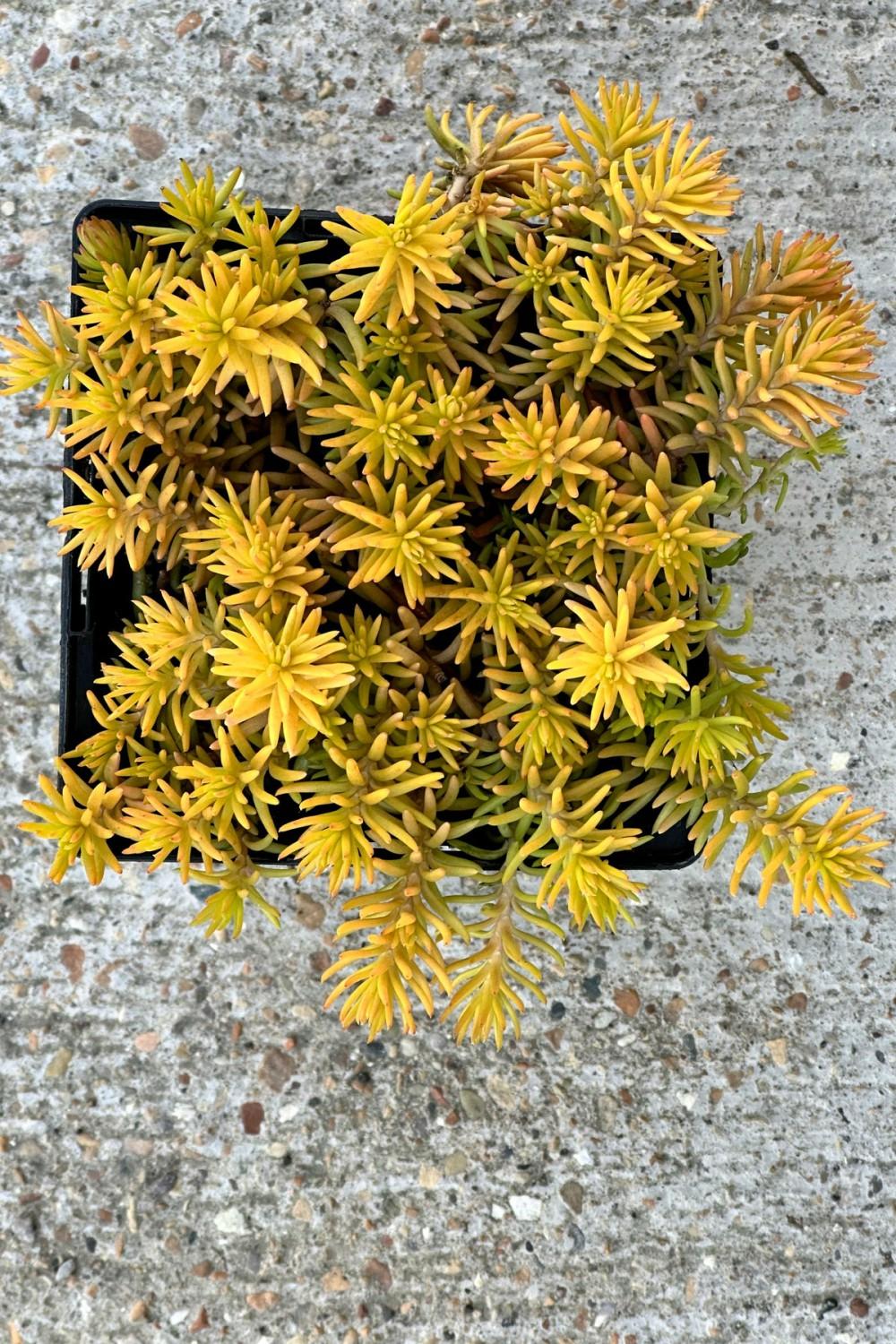 Outdoor Garden |   Sedum ‘Angelina’ 1Qt Garden Outdoor Garden