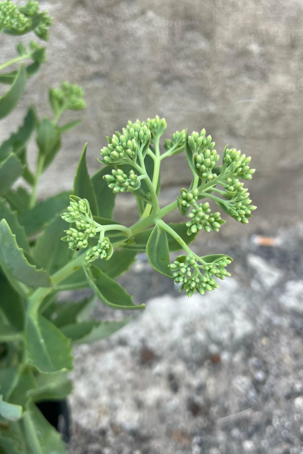 Outdoor Garden |   Sedum ‘Autumn Joy’ #1 Garden Outdoor Garden