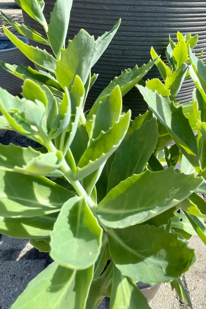 Outdoor Garden |   Sedum ‘Autumn Joy’ #1 Garden Outdoor Garden