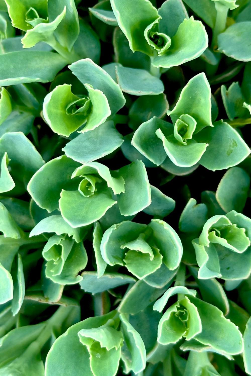 Outdoor Garden |   Sedum ‘Munstead Dark Red’ #1 Garden Outdoor Garden