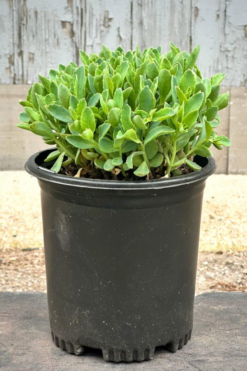 Outdoor Garden |   Sedum ‘Munstead Dark Red’ #1 Garden Outdoor Garden