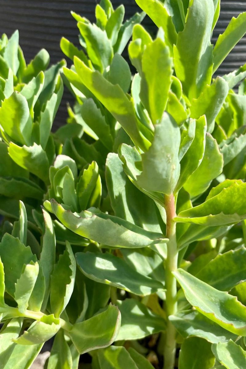 Outdoor Garden |   Sedum ‘Munstead Dark Red’ #1 Garden Outdoor Garden