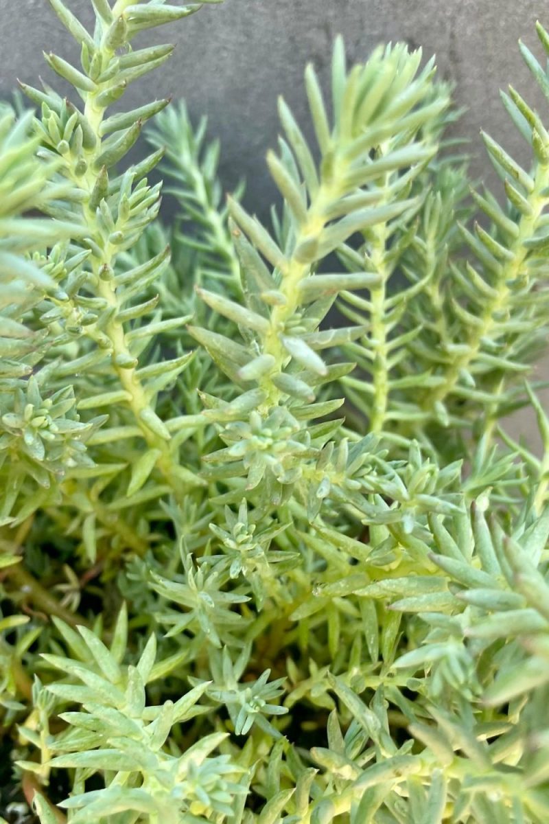 Outdoor Garden |   Sedum R. ‘Blue Spruce’ 1Qt Garden Outdoor Garden