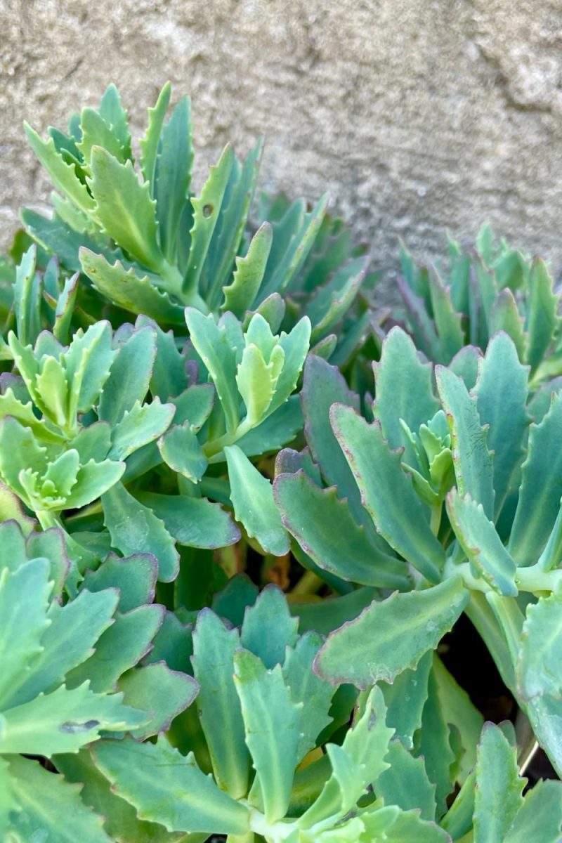 Outdoor Garden |   Sedum ‘Rock ‘N Round Pure Joy’ #1 Garden Outdoor Garden