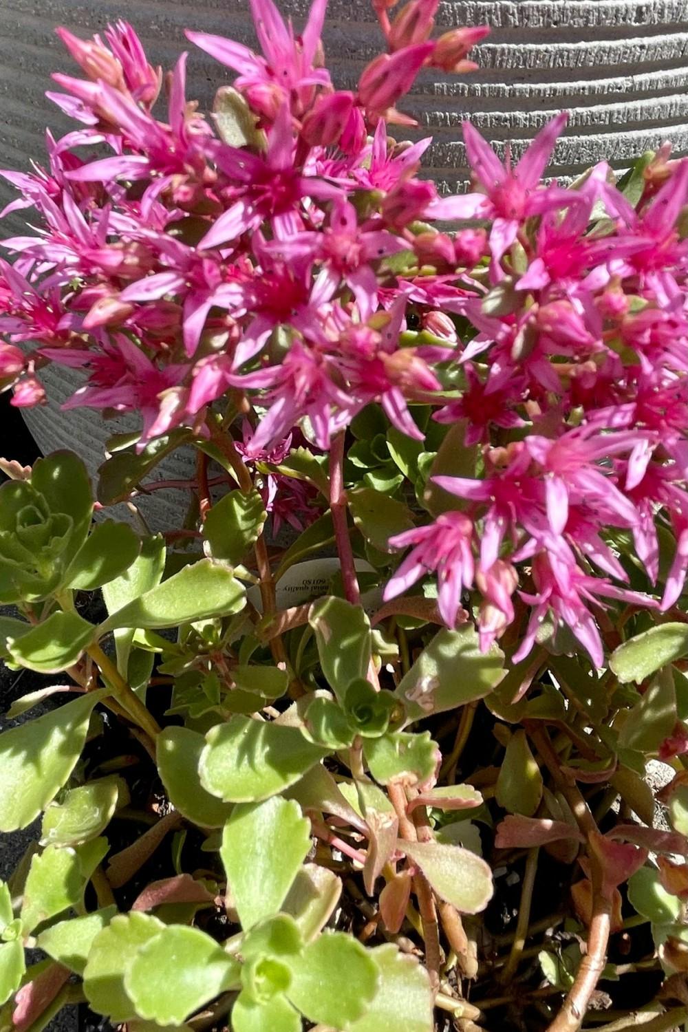 Outdoor Garden |   Sedum S. ‘Dragon’s Blood’ 1Qt Garden Outdoor Garden