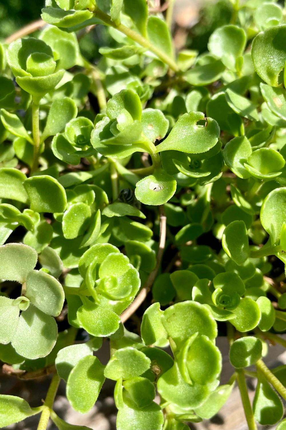 Outdoor Garden |   Sedum S. ‘John Creech’ 1Qt Garden Outdoor Garden