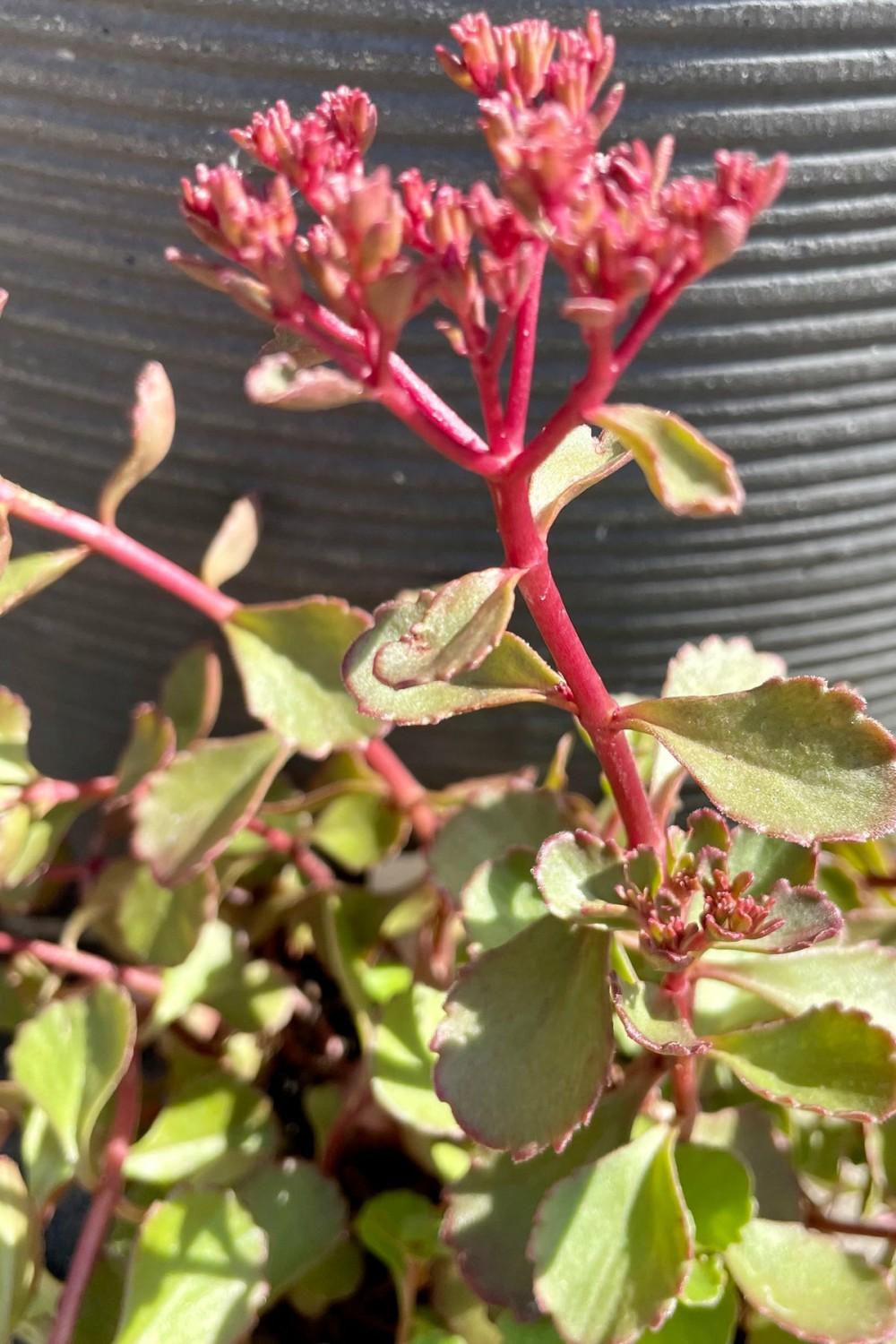 Outdoor Garden |   Sedum S. ‘Red Carpet’ 1Qt Garden Outdoor Garden