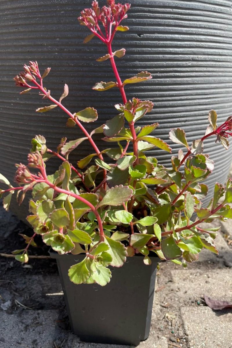 Outdoor Garden |   Sedum S. ‘Red Carpet’ 1Qt Garden Outdoor Garden