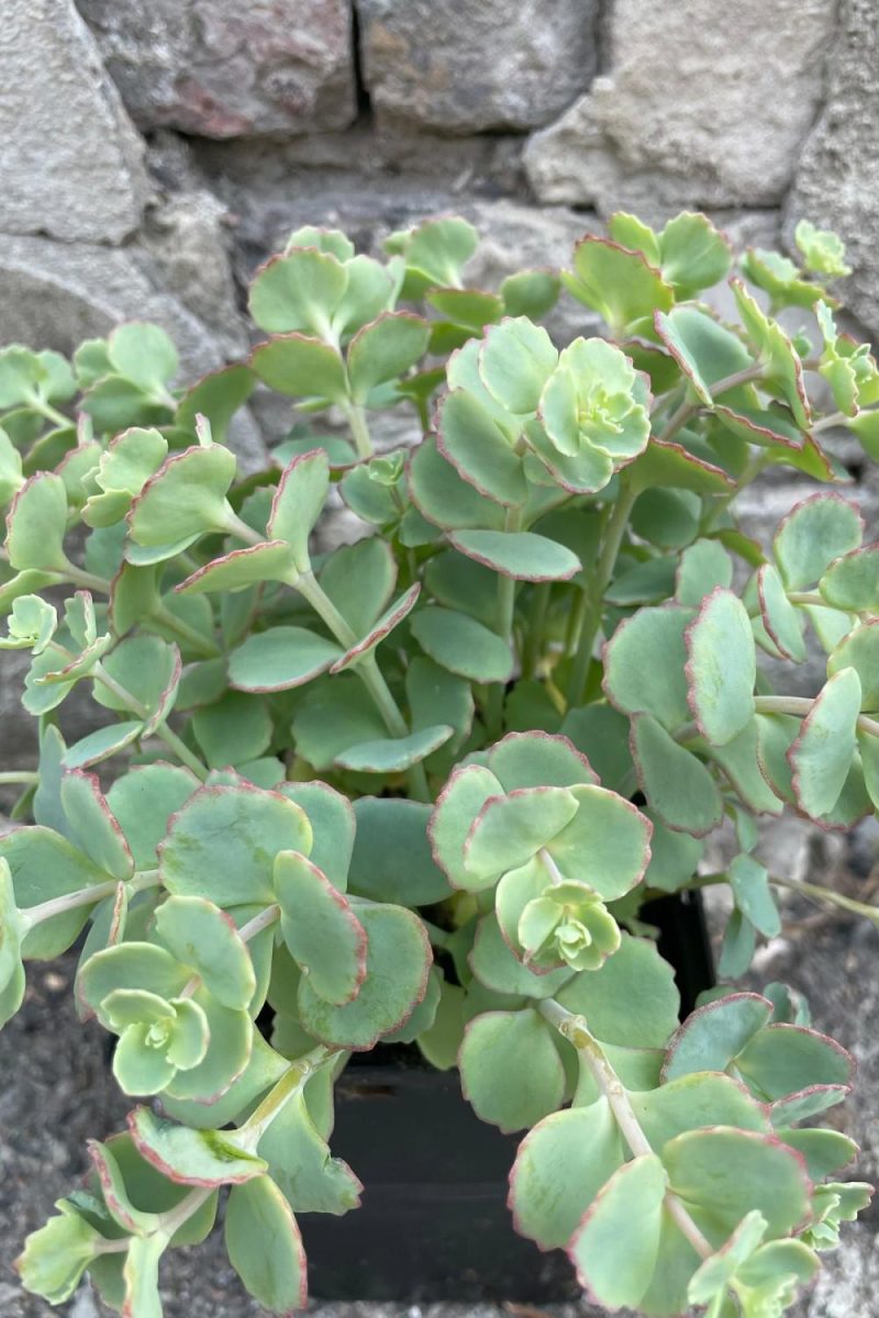 Outdoor Garden |   Sedum Sieboldii 1Qt Garden Outdoor Garden