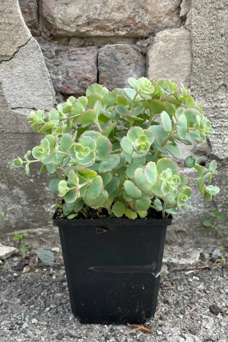 Outdoor Garden |   Sedum Sieboldii 1Qt Garden Outdoor Garden