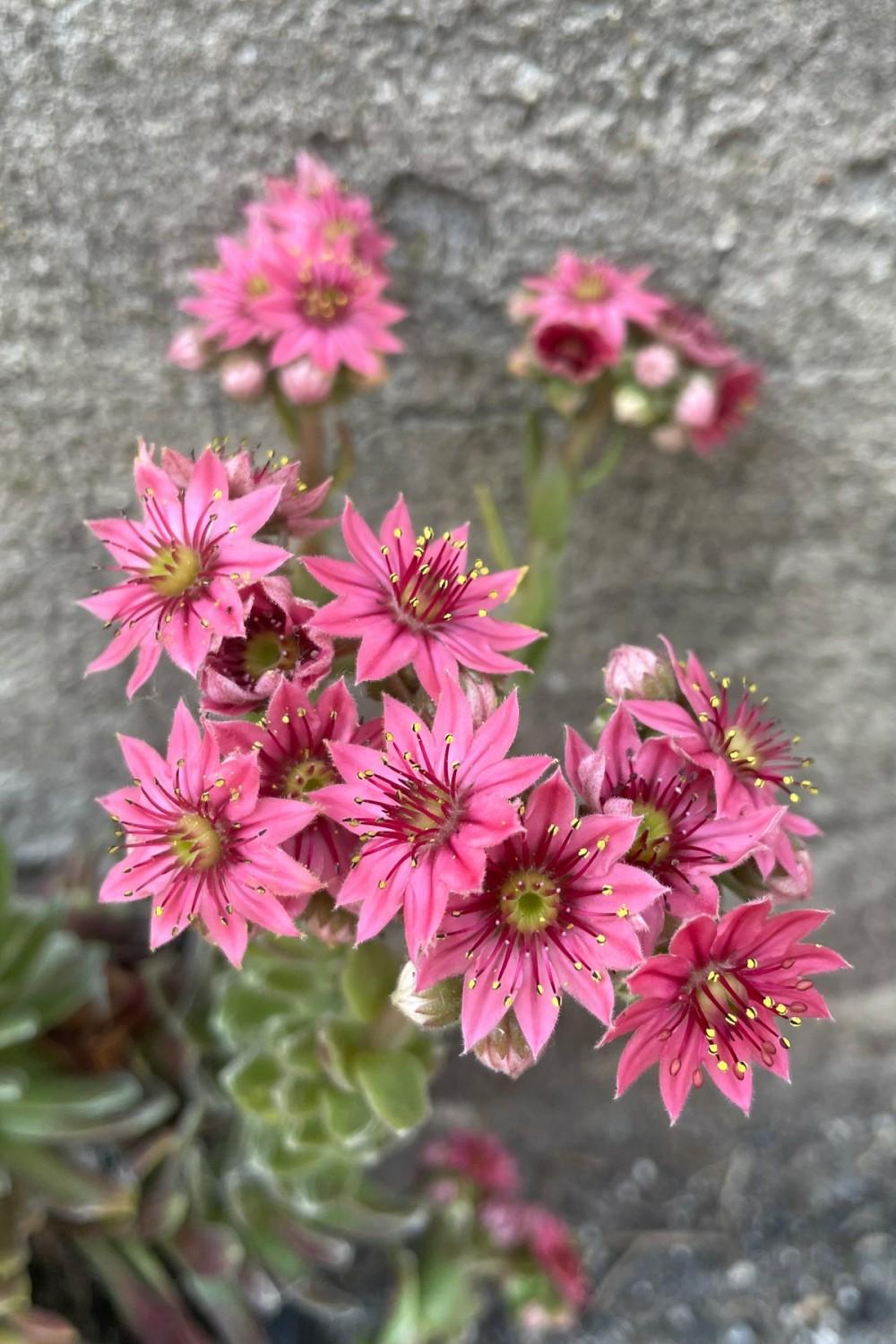 Outdoor Garden |   Sempervivum A. ‘Cobweb’ 1Qt Garden Outdoor Garden