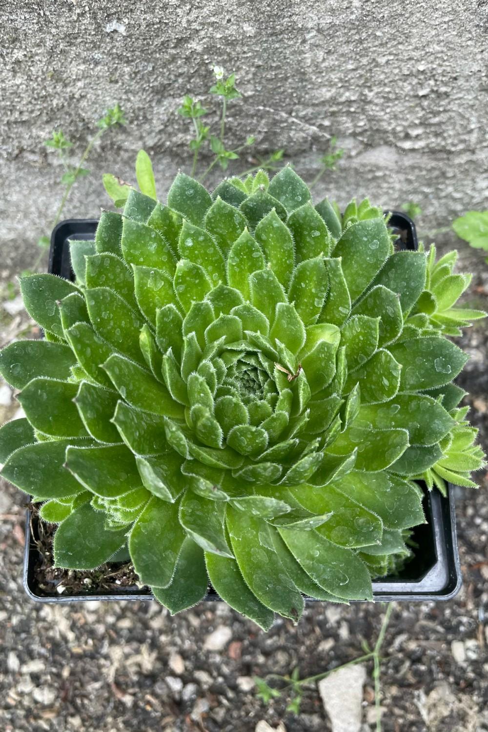 Outdoor Garden |   Sempervivum Braunii 1Qt Garden Outdoor Garden