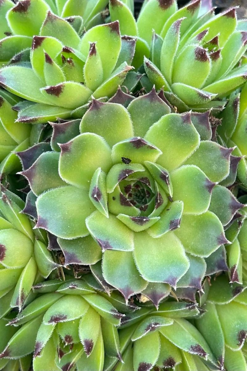 Outdoor Garden |   Sempervivum C. ‘Mrs. Giuseppi’ 1Qt Garden Outdoor Garden