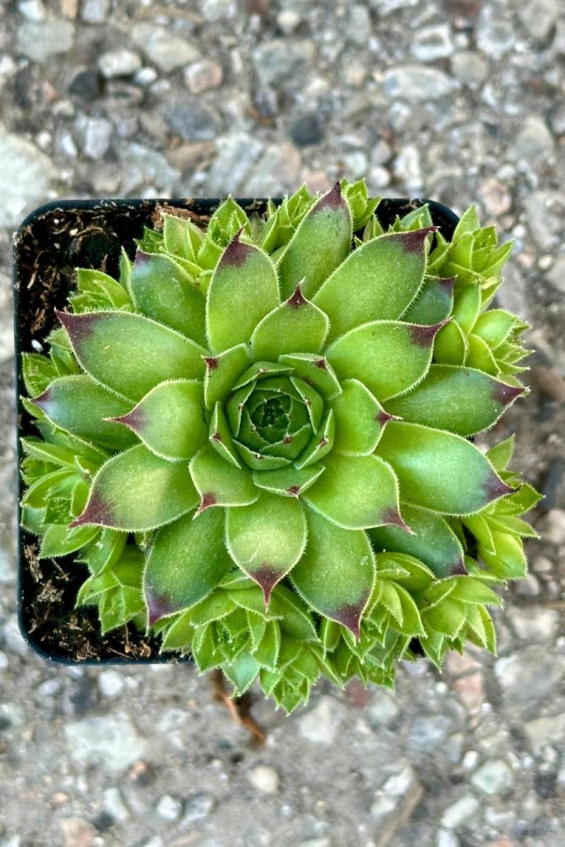 Outdoor Garden |   Sempervivum C. ‘Mrs Giuseppi’ 2″ Garden Outdoor Garden