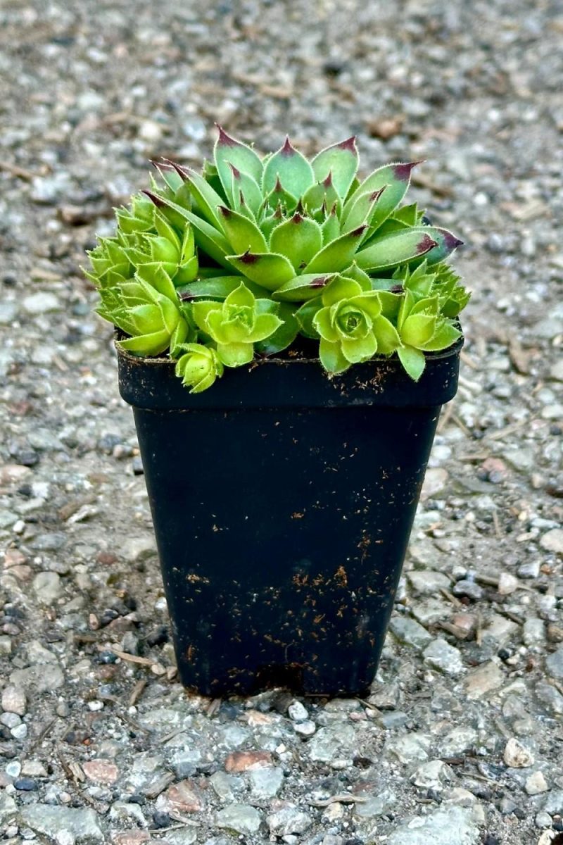 Outdoor Garden |   Sempervivum C. ‘Mrs Giuseppi’ 2″ Garden Outdoor Garden