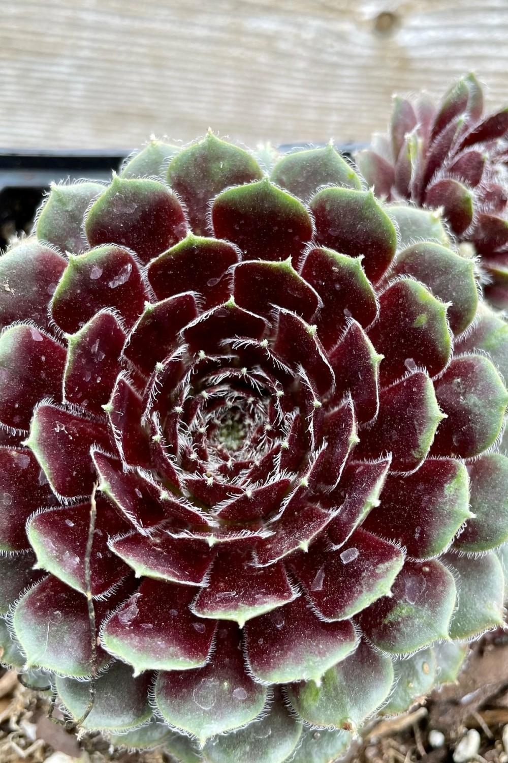 Outdoor Garden |   Sempervivum ‘Pilioseum’ 1Qt Garden Outdoor Garden