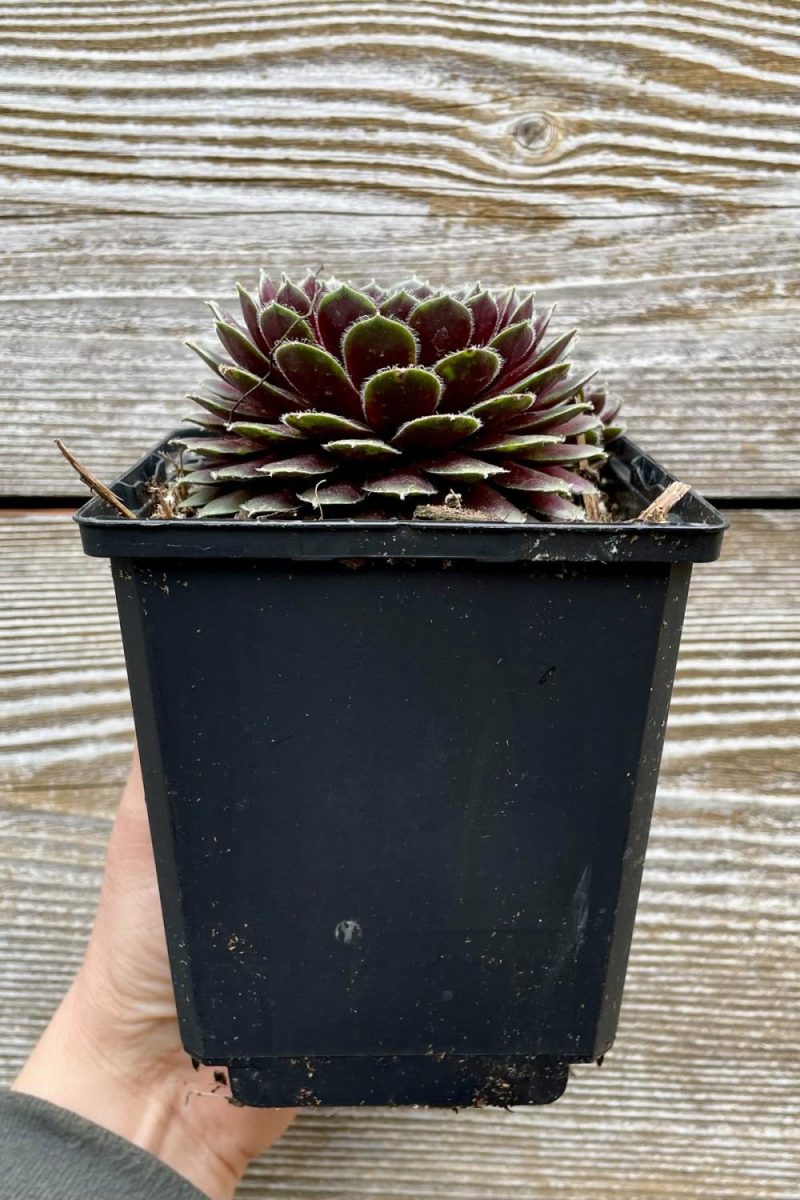 Outdoor Garden |   Sempervivum ‘Pilioseum’ 1Qt Garden Outdoor Garden