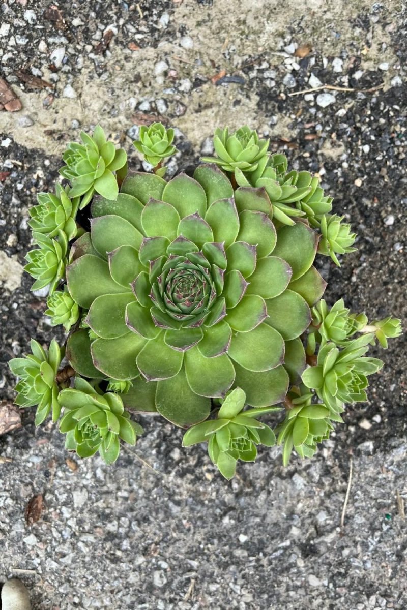 Outdoor Garden |   Sempervivum Tectorum 1Qt Garden Outdoor Garden