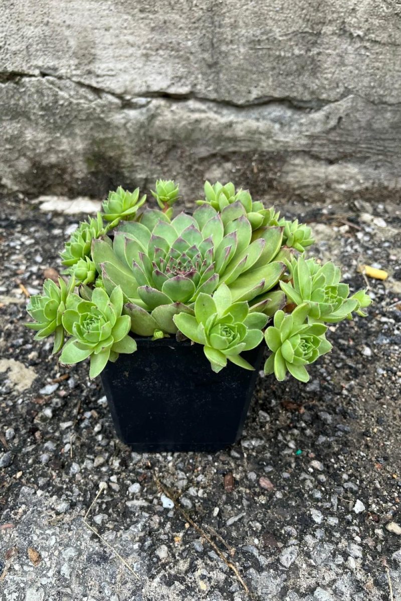 Outdoor Garden |   Sempervivum Tectorum 1Qt Garden Outdoor Garden